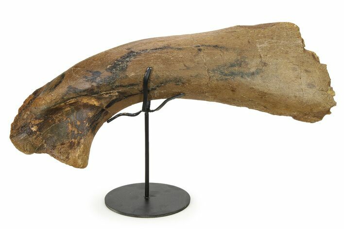 Fossil Hadrosaur (Edmontosaurus) Scapula w/ Stand - South Dakota #339125